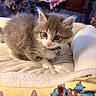 kitten, cat, cute, fluffy, collar, bell, blanket, indoor, pet, young, feline, curious, cozy, animal, soft, resting, home, table, clutter, colorful