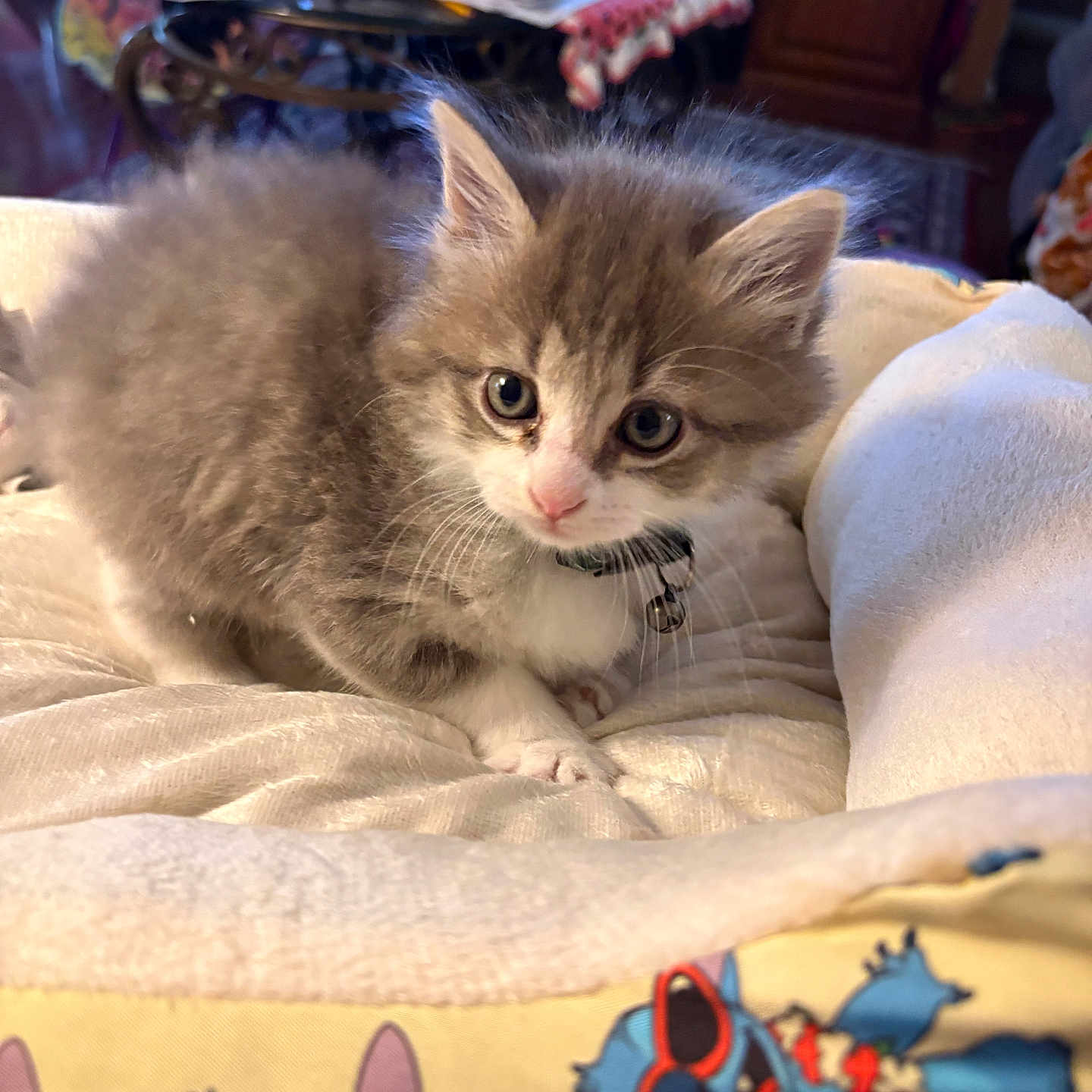 Fluffy is registered to the contest to win money with this photo: kitten, cat, cute, fluffy, collar, bell, blanket, indoor, pet, young, feline, curious, cozy, animal, soft, resting, home, table, clutter, colorful
