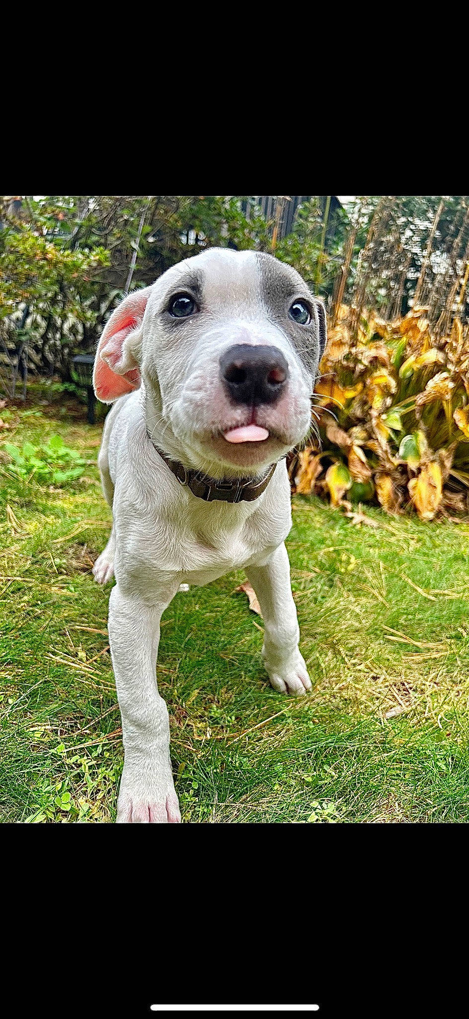 Enzo joined the competition — help win amazing prizes! canidae, carnivore, companion_dog, dog, dog_breed, fawn, grass, non_sporting_group, plant, snout, sporting_group, whiskers, working_animal
