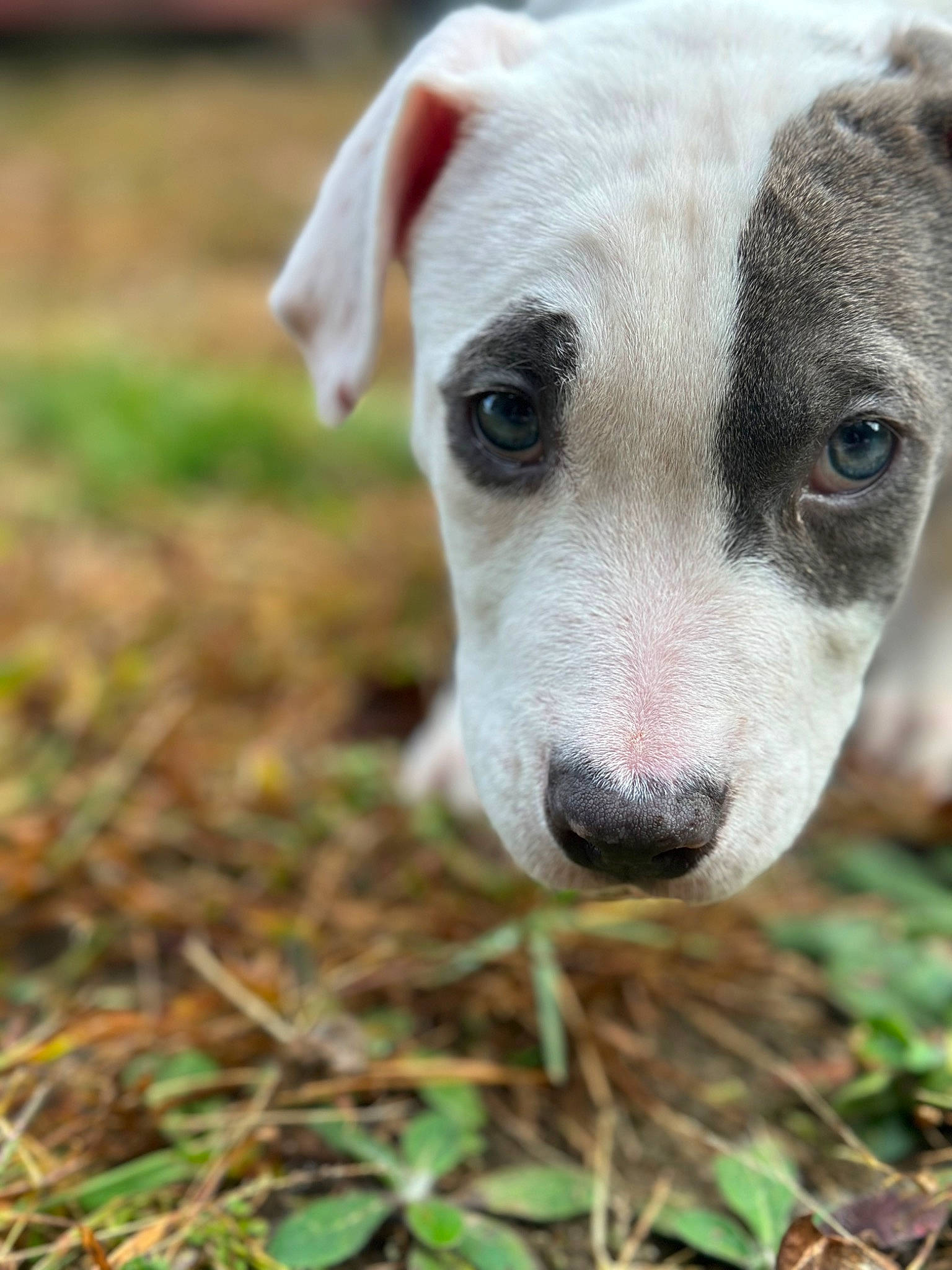 Enzo joined the competition — help win amazing prizes! canidae, carnivore, collar, companion_dog, dog, dog_breed, dog_collar, fawn, fur, grass, non_sporting_group, plant, puppy, snout, soil, sporting_group, street_dog, terrestrial_animal, whiskers, working_animal