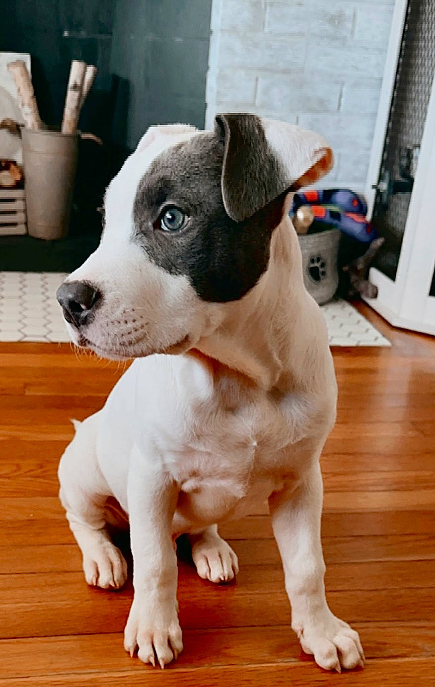 Enzo is registered to the contest to win money with this photo: carnivore, collar, comfort, companion_dog, dog, dog_breed, fawn, flooring, fur, hardwood, paw, pet_supply, snout, sporting_group, terrestrial_animal, varnish, whiskers, wood, wood_flooring, working_animal