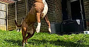 Kallie is registered to the contest to win money with this photo: active, animal, blue_sky, brick_wall, brown_dog, clouds, collar, dog, fence, grass, jumping, leash, outdoor, person_hand, pet, playful, stick, sunny, white_patch, yard