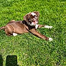 adorable, animal, brown_and_white, canine, cute, dog, fur, grass, greenery, lawn, nature, outdoor, pet, playing, puppy, relaxing, summer, sunlight, sunny_day, young_dog