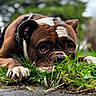 animal, brown_and_white, bulldog, canine, close_up, collar, daylight, dog, expression, eyes, face, fur, grass, laying_down, nature, outdoor, paws, pet, portrait, snout