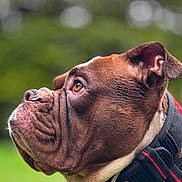 Kallie is registered to the contest to win money with this photo: animal, brown, bulldog, canine, close_up, collar, daylight, dog, ears, fur, grass, leisure, muzzle, nature, outdoor, pet, portrait, resting, side_view, white