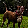 alert, animal, autumn_leaves, brown_dog, canine, cloudy_sky, collar, daytime, dog, grass, green_grass, moody, nature, outdoor, park, pet, standing, tree, trees, white_chest