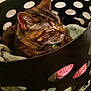animal, bell, cat, collar, cozy, cute, domestic, feline, fur, home, indoor, laundry_basket, pet, quiet, relaxed, resting, sleep, sleeping, tabby, towels