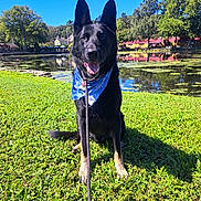 Sir Bandit is registered to the contest to win money with this photo: dog, german_shepherd, black_dog, bandana, leash, grass, pond, water, trees, reflection, blue_sky, sunlight, outdoor, nature, park, happy, sitting, animal, pet, daytime