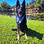 dog, german_shepherd, black_dog, bandana, leash, grass, pond, water, trees, reflection, blue_sky, sunlight, outdoor, nature, park, happy, sitting, animal, pet, daytime