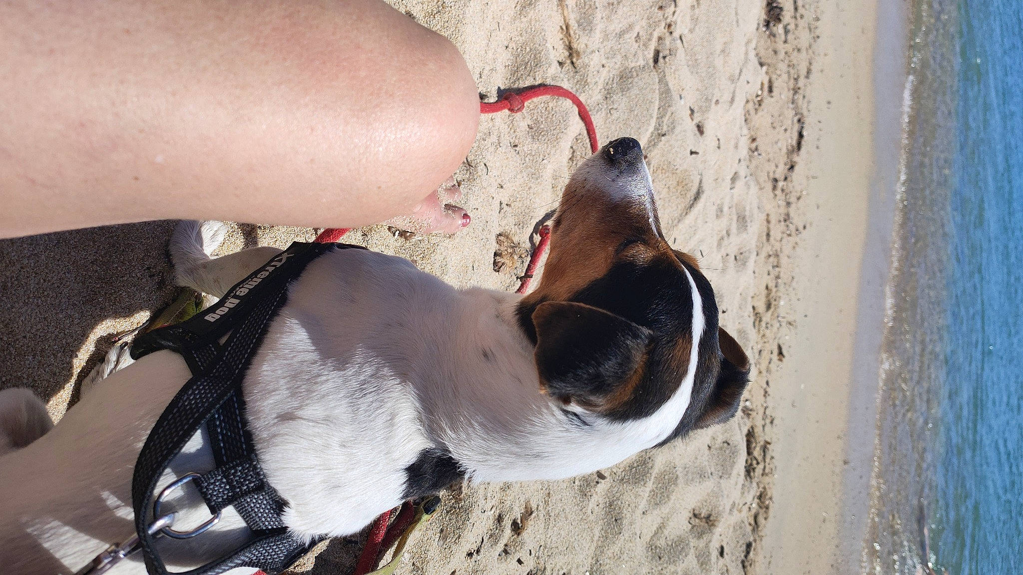 Snoop participe au concours pour gagner de l'argent avec cette photo : carnivore, collar, companion_dog, dog, dog_breed, dog_collar, dog_supply, elbow, eyewear, fashion_accessory, fawn, foot, human_leg, knee, leash, pet_supply, sporting_group, tail, thigh, wrist