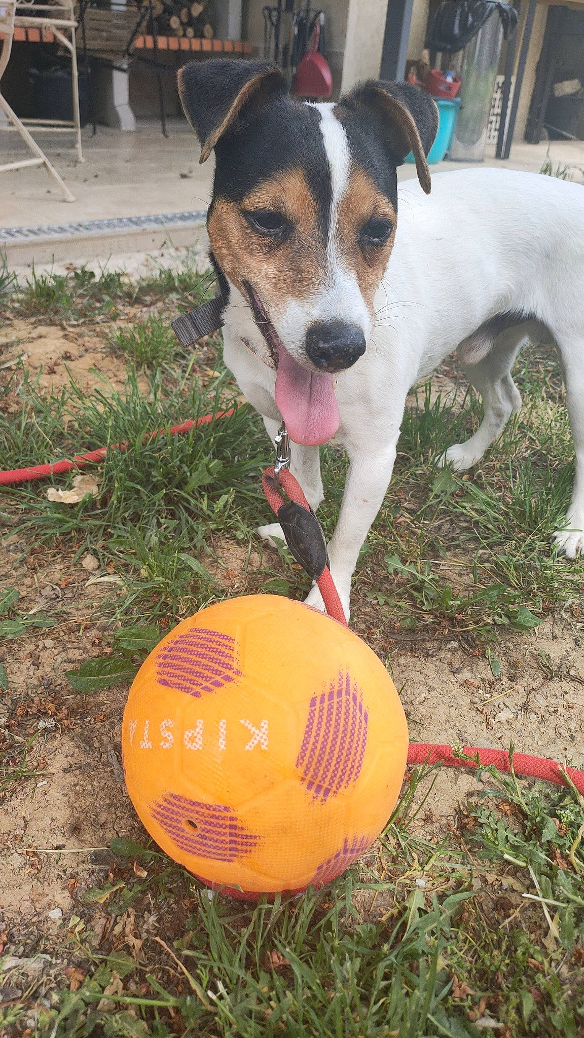 Snoop participe au concours pour gagner de l'argent avec cette photo : ancient_dog_breeds, ball, canidae, carnivore, chilean_fox_terrier, collar, companion_dog, dog, dog_breed, dog_supply, grass, paw, scent_hound, snout, sporting_group, sports_equipment, sports_toy, team_sport, terrier, working_dog