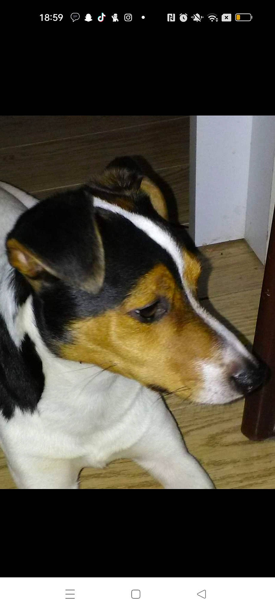 Snoop a rejoint le concours — aidez-le/la à gagner de superbes lots ! canidae, carnivore, chilean_fox_terrier, collar, comfort, companion_dog, dog, dog_breed, dog_supply, fur, snout, sporting_group, terrestrial_animal, whiskers, working_animal, working_dog