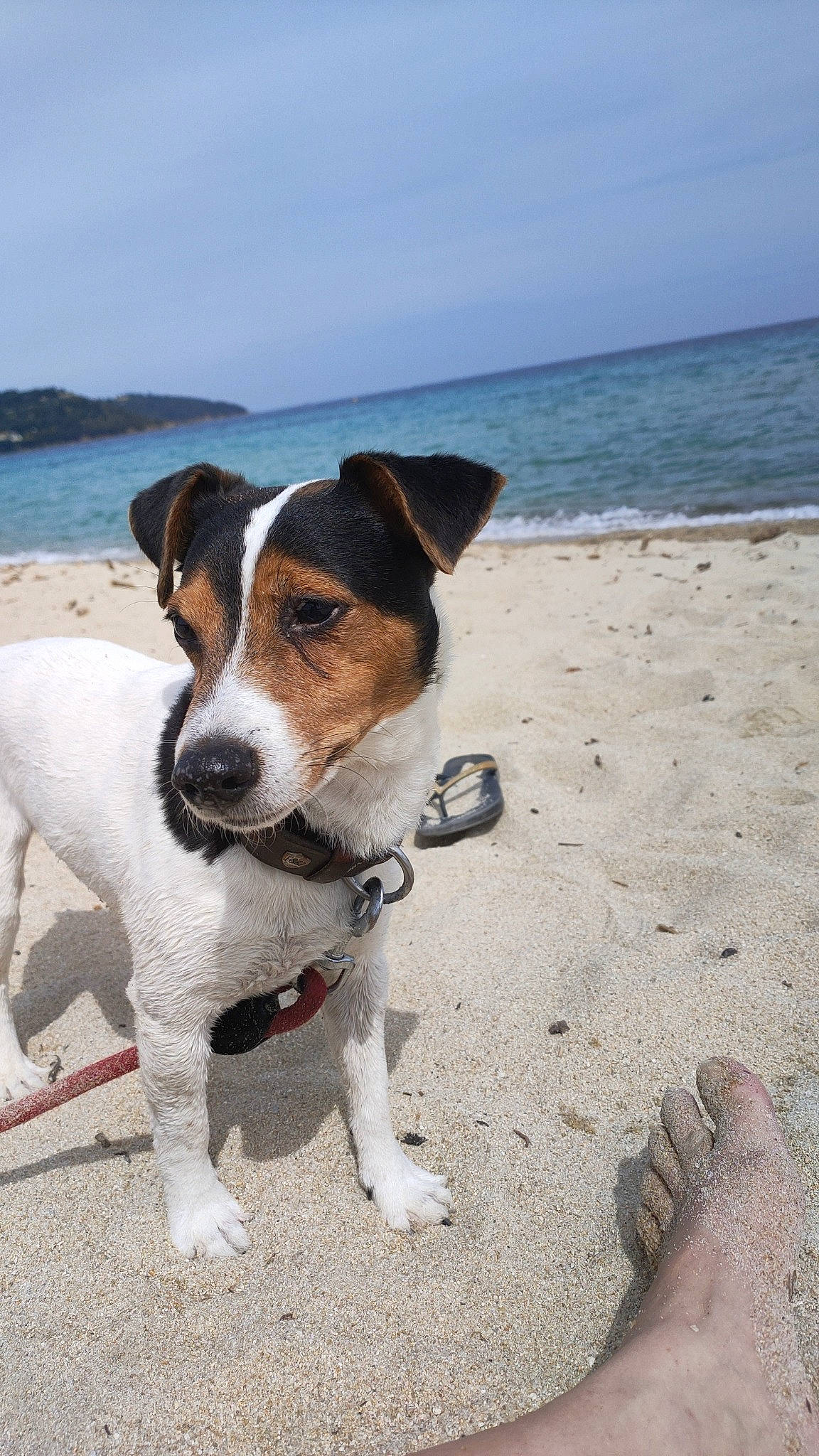 Snoop a rejoint le concours — aidez-le/la à gagner de superbes lots ! beach, carnivore, chilean_fox_terrier, cloud, collar, companion_dog, dog, dog_breed, dog_collar, horizon, irishjacks, lake, landscape, ocean, sky, small_terrier, terrier, water, wind_wave, working_animal