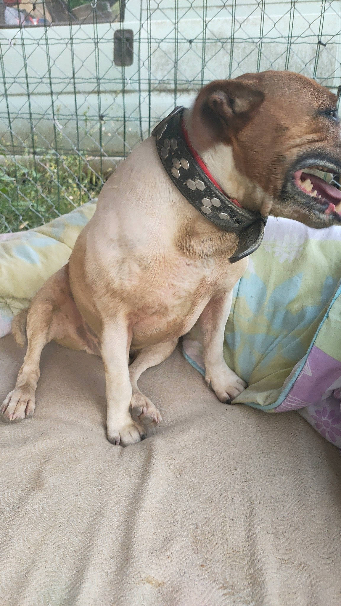 Senlis Sisi participe au concours pour gagner de l'argent avec cette photo : canidae, carnivore, collar, companion_dog, dog, dog_breed, dog_collar, ear, fawn, fence, leash, liver, mesh, pet_supply, plant, snout, sporting_group, whiskers, working_animal, wrinkle