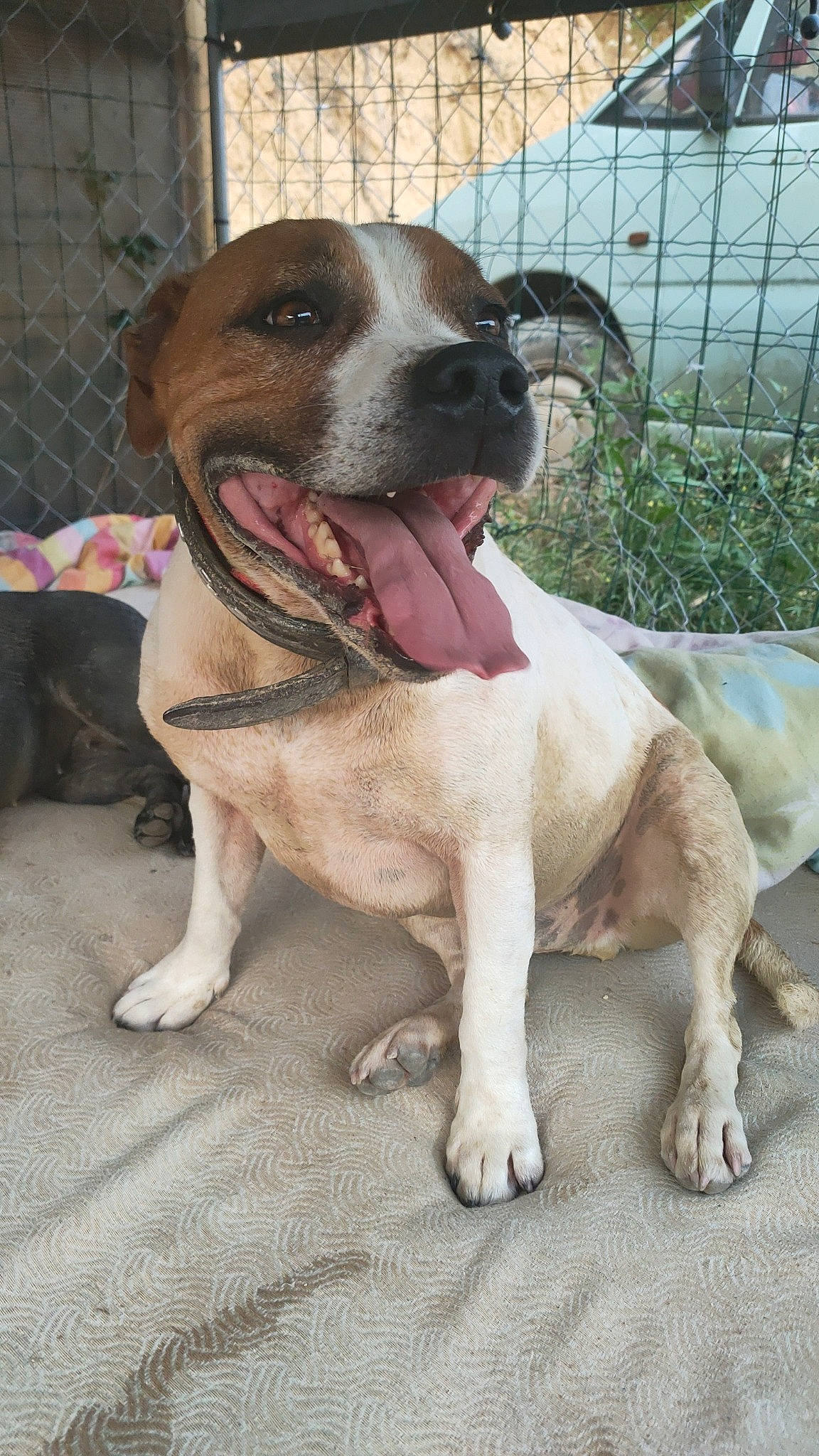 Senlis Sisi participe au concours pour gagner de l'argent avec cette photo : canidae, carnivore, collar, companion_dog, dog, dog_breed, dog_collar, dog_supply, fawn, fence, leash, mesh, paw, pet_supply, plant, snout, sporting_group, whiskers, working_animal, working_dog