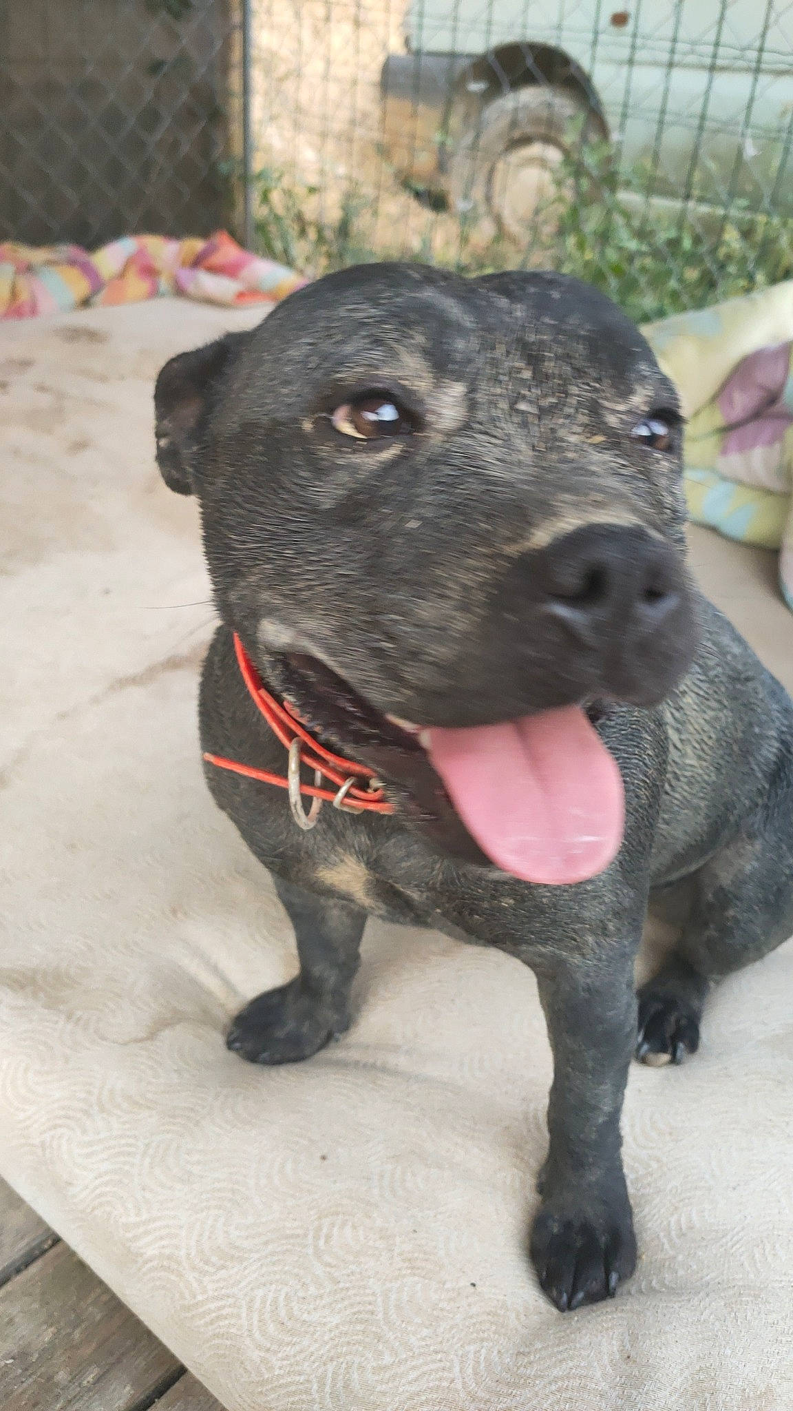 Senlis Sisi a rejoint le concours — aidez-le/la à gagner de superbes lots ! canidae, carnivore, collar, companion_dog, dog, dog_breed, dog_collar, dog_supply, fawn, fur, guard_dog, non_sporting_group, pet_supply, puppy, snout, sporting_group, tail, terrestrial_animal, whiskers, working_animal