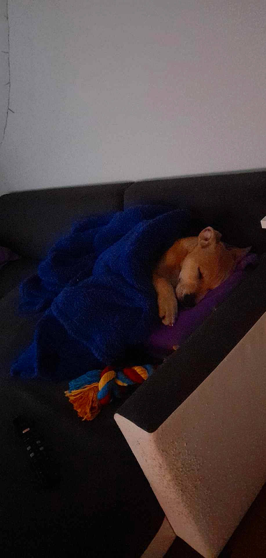 Nuggets a rejoint le concours — aidez-le/la à gagner de superbes lots ! bed, bed_sheet, bedding, bedroom, comfort, electric_blue, floor, flooring, fur, grey, hardwood, linens, plastic, plush, rectangle, room, stuffed_toy, teddy_bear, toy, wood