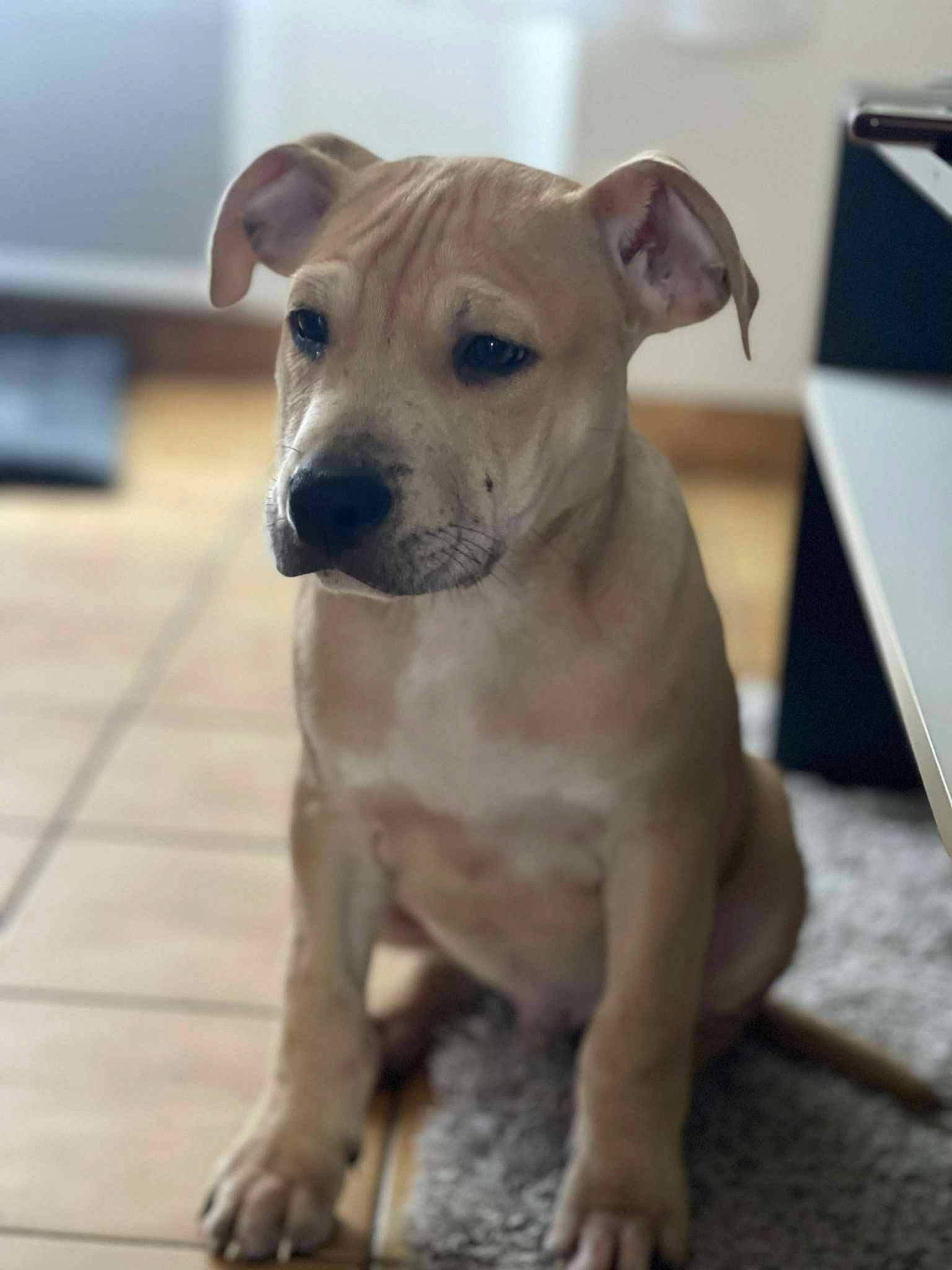 Nuggets participe au concours pour gagner de l'argent avec cette photo : ancient_dog_breeds, canidae, carnivore, collar, companion_dog, dog, dog_breed, dog_collar, fawn, liver, non_sporting_group, paw, pet_supply, snout, sporting_group, terrestrial_animal, toy_dog, whiskers, working_animal, wrinkle