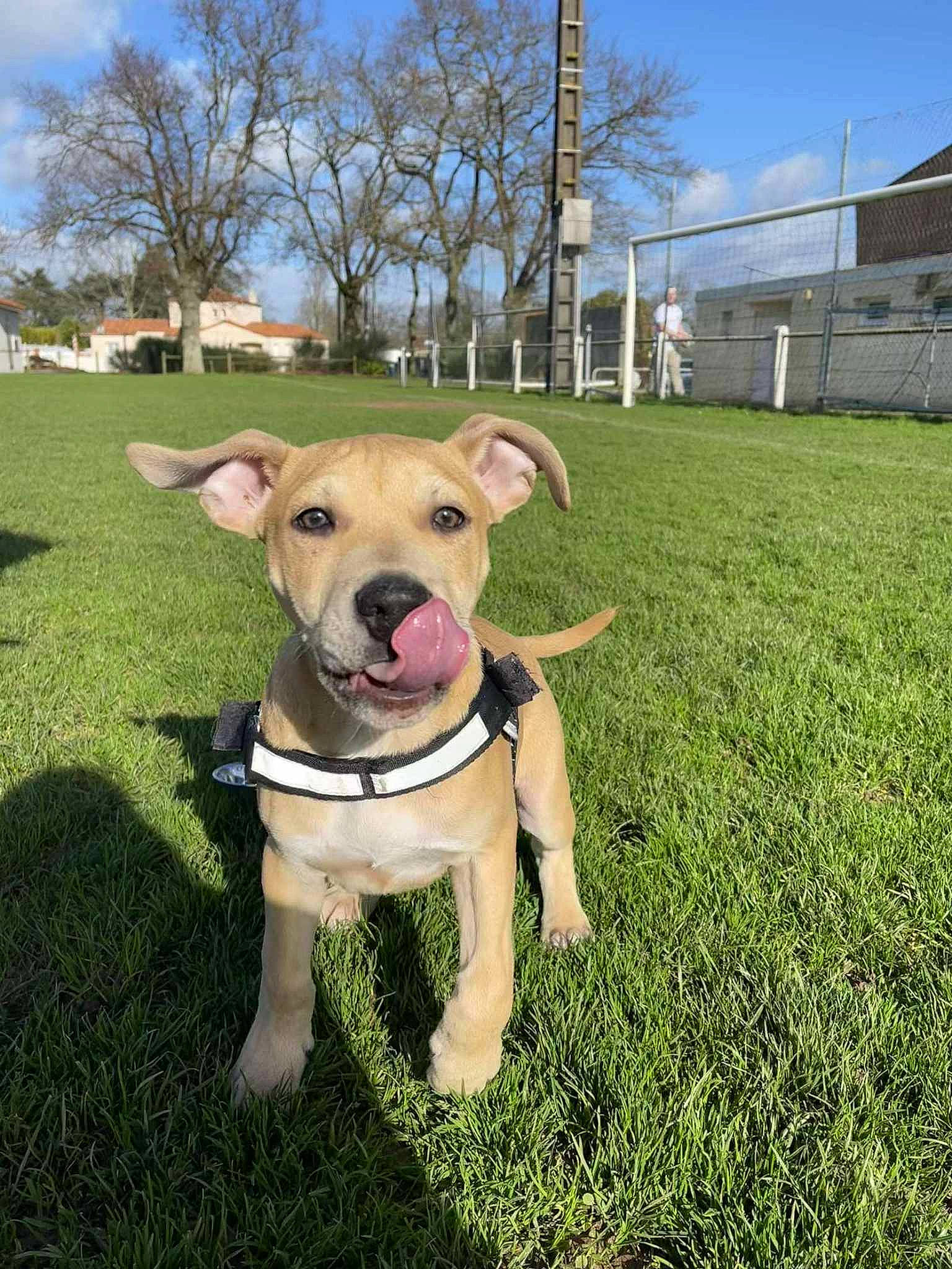 Nuggets participe au concours pour gagner de l'argent avec cette photo : canidae, carnivore, chair, cloud, collar, companion_dog, dog, dog_breed, dog_collar, fawn, grass, grassland, lawn, plant, sky, snout, sporting_group, tail, tree, working_animal