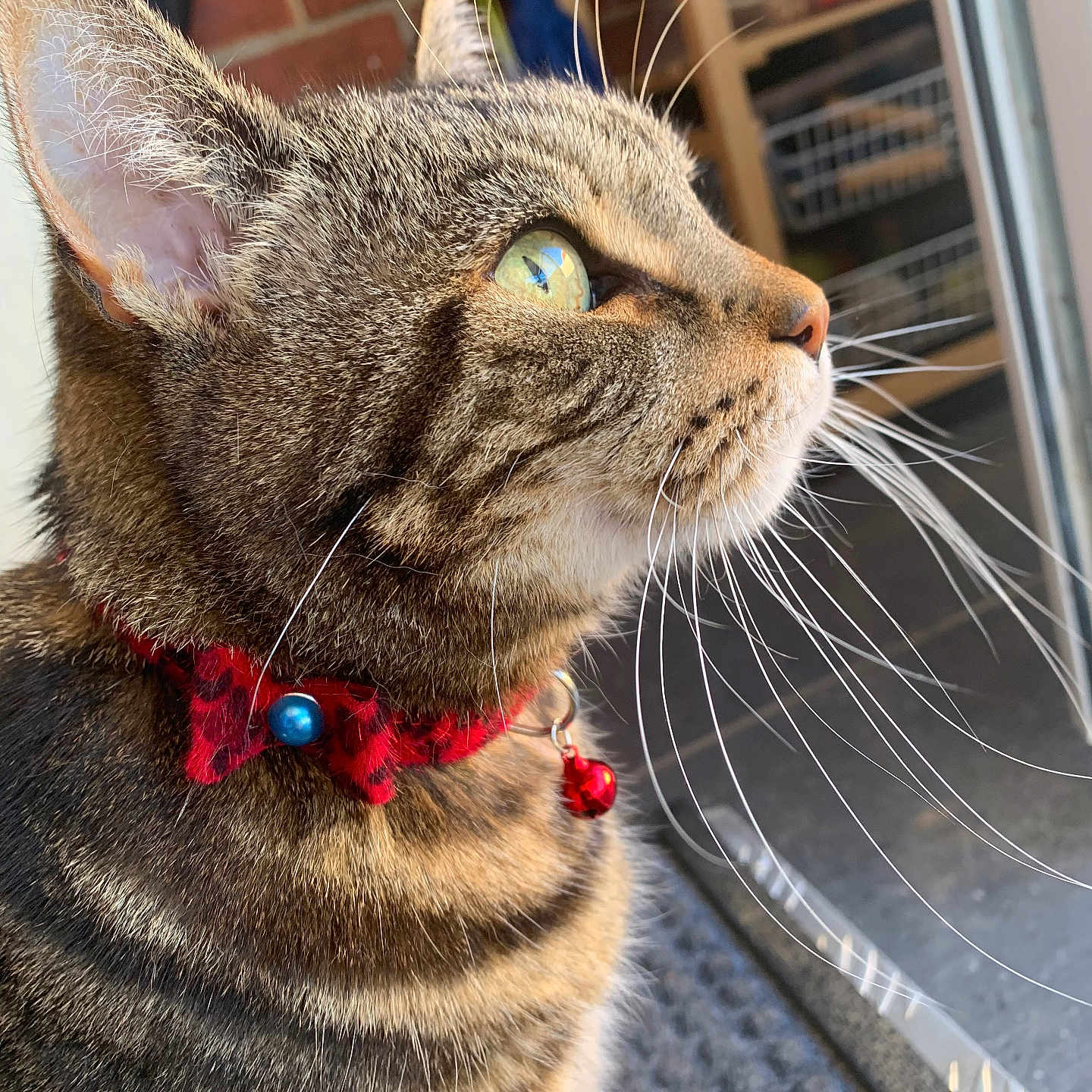 Cinders is registered to the contest to win money with this photo: abyssinian, accessories, animal, bead, beadnecklace, bracelet, cat, collar, egyptiancat, formalwear, jewelry, kitten, leash, manx, necklace, ornament, pendant, pet, strap, tie