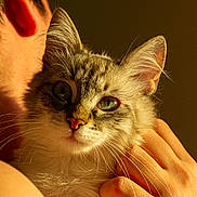 Angie participe au concours pour gagner de l'argent avec cette photo : cat, pet, human_hand, closeup, fur, whiskers, ears, face, animal, domestic, portrait, warm_light, skin, fingers, indoor, cute, companion, love, affection, gentle