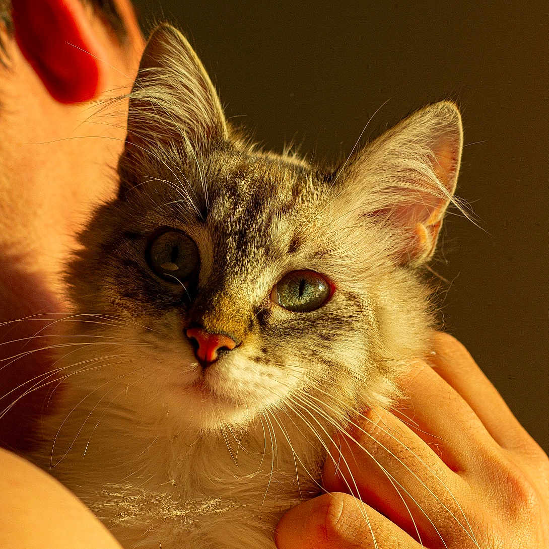Angie participe au concours pour gagner de l'argent avec cette photo : cat, pet, human_hand, closeup, fur, whiskers, ears, face, animal, domestic, portrait, warm_light, skin, fingers, indoor, cute, companion, love, affection, gentle
