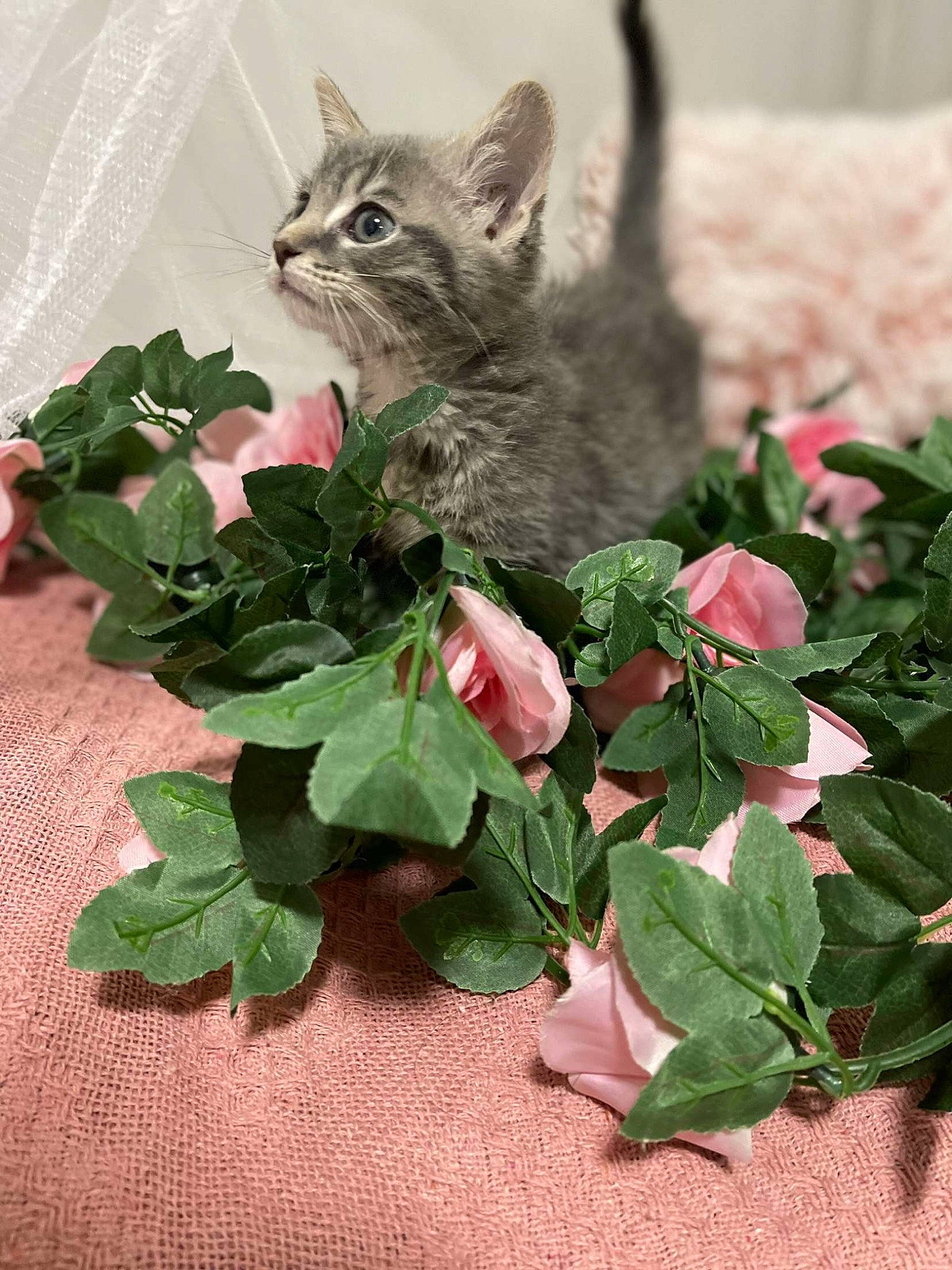 Kiki is registered to the contest to win money with this photo: annual_plant, art, cat, event, fawn, felidae, flowering_plant, fur, grass, groundcover, herb, herbaceous_plant, houseplant, leaf, petal, plant, small_to_medium_sized_cats, tail, terrestrial_animal, whiskers