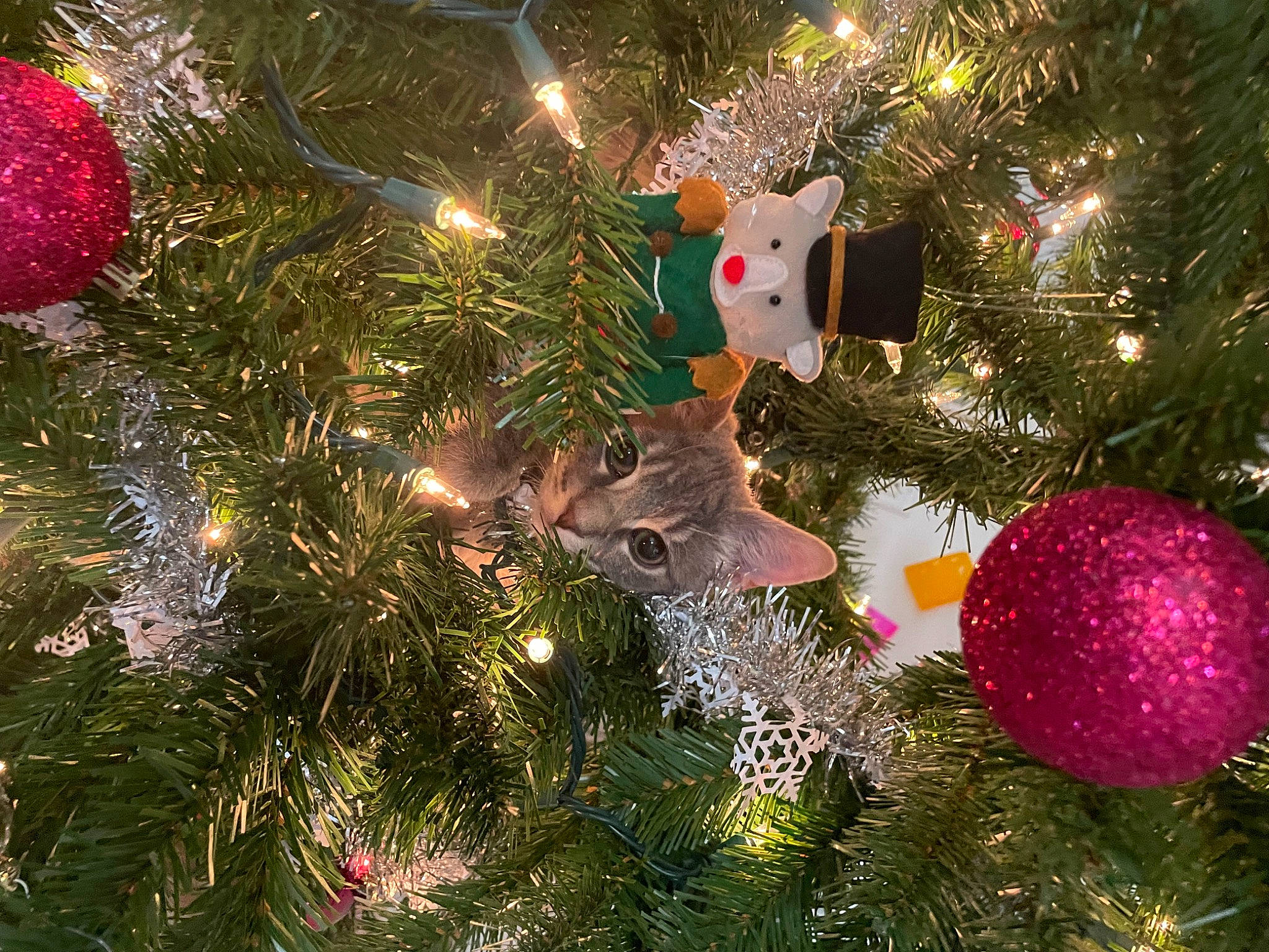 Kiki is registered to the contest to win money with this photo: branch, christmas, christmas_decoration, christmas_eve, christmas_ornament, christmas_tree, conifer, event, evergreen, holiday, holiday_ornament, interior_design, larch, light, ornament, plant, tints_and_shades, tradition, tree, twig