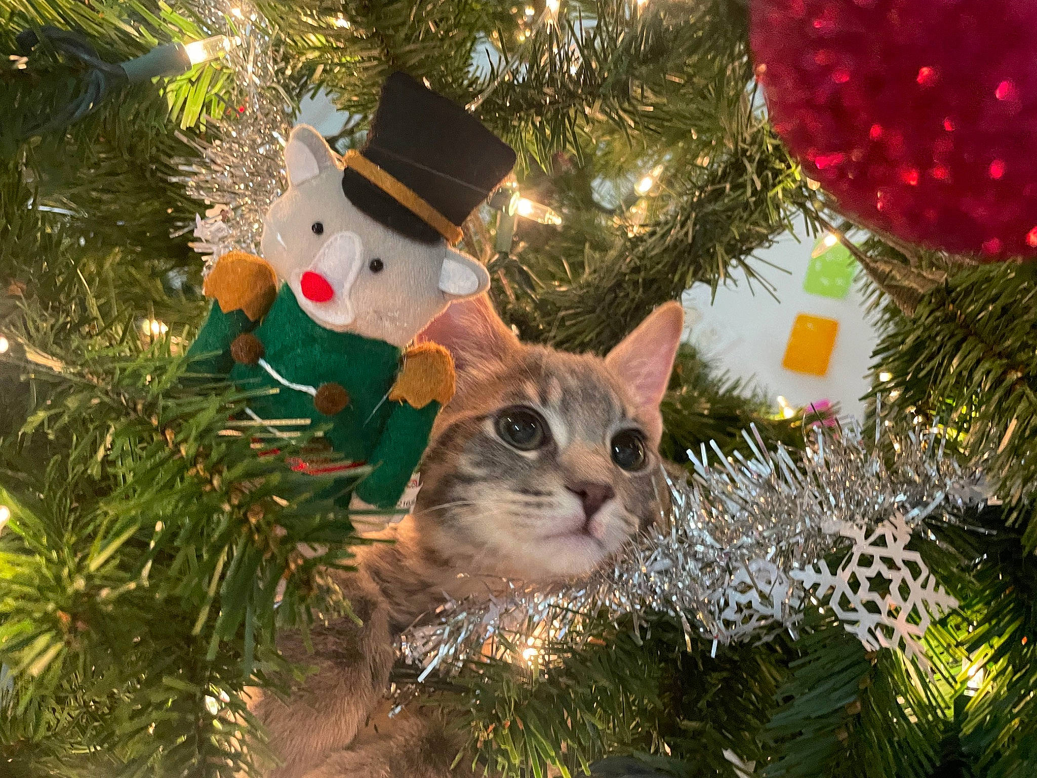 Kiki is registered to the contest to win money with this photo: branch, carnivore, cat, christmas_decoration, christmas_ornament, christmas_tree, decoration, event, evergreen, fawn, felidae, grass, holiday_ornament, light, nature, ornament, plant, shortstraw_pine, small_to_medium_sized_cats, whiskers