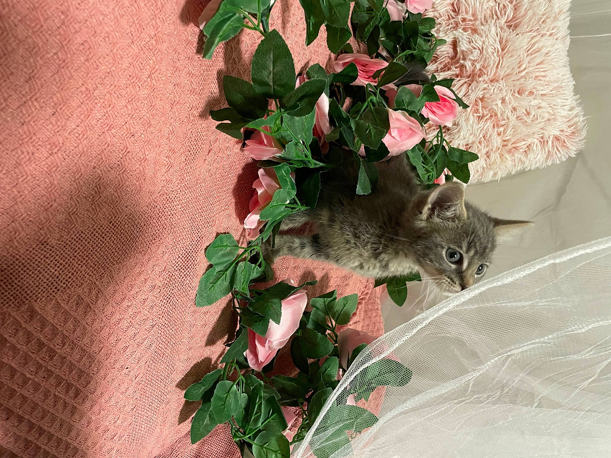 Kiki is registered to the contest to win money with this photo: annual_plant, carnivore, cat, domestic_short_haired_cat, fawn, felidae, floral_design, flower, flowering_plant, fur, groundcover, herb, houseplant, plant, small_to_medium_sized_cats, tail, tree, twig, whiskers, wood