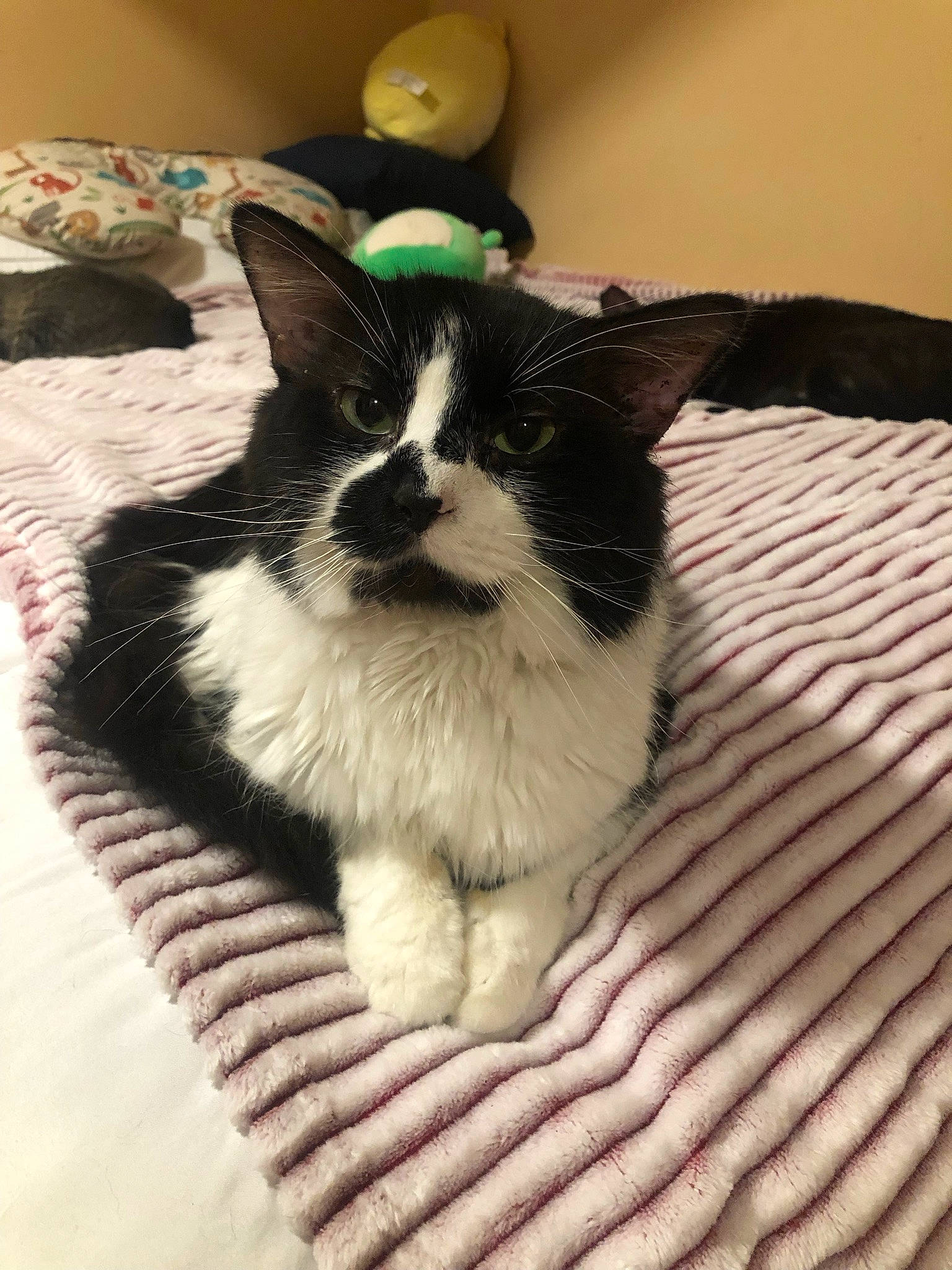 Chili is registered to the contest to win money with this photo: art, carnivore, cat, comfort, companion_dog, dog_breed, domestic_short_haired_cat, eye, felidae, foot, hair, happy, head, leg, paw, small_to_medium_sized_cats, snout, tail, terrestrial_animal, whiskers