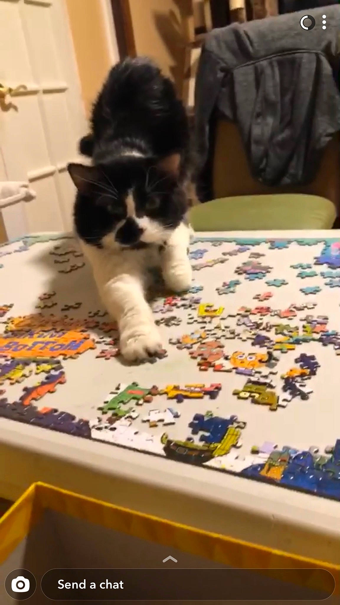 Chili is registered to the contest to win money with this photo: board_game, carnivore, cat, child, comfort_food, domestic_short_haired_cat, event, felidae, flooring, fur, games, indoor_games_and_sports, play, recreation, room, small_to_medium_sized_cats, tail, visual_arts, whiskers, world