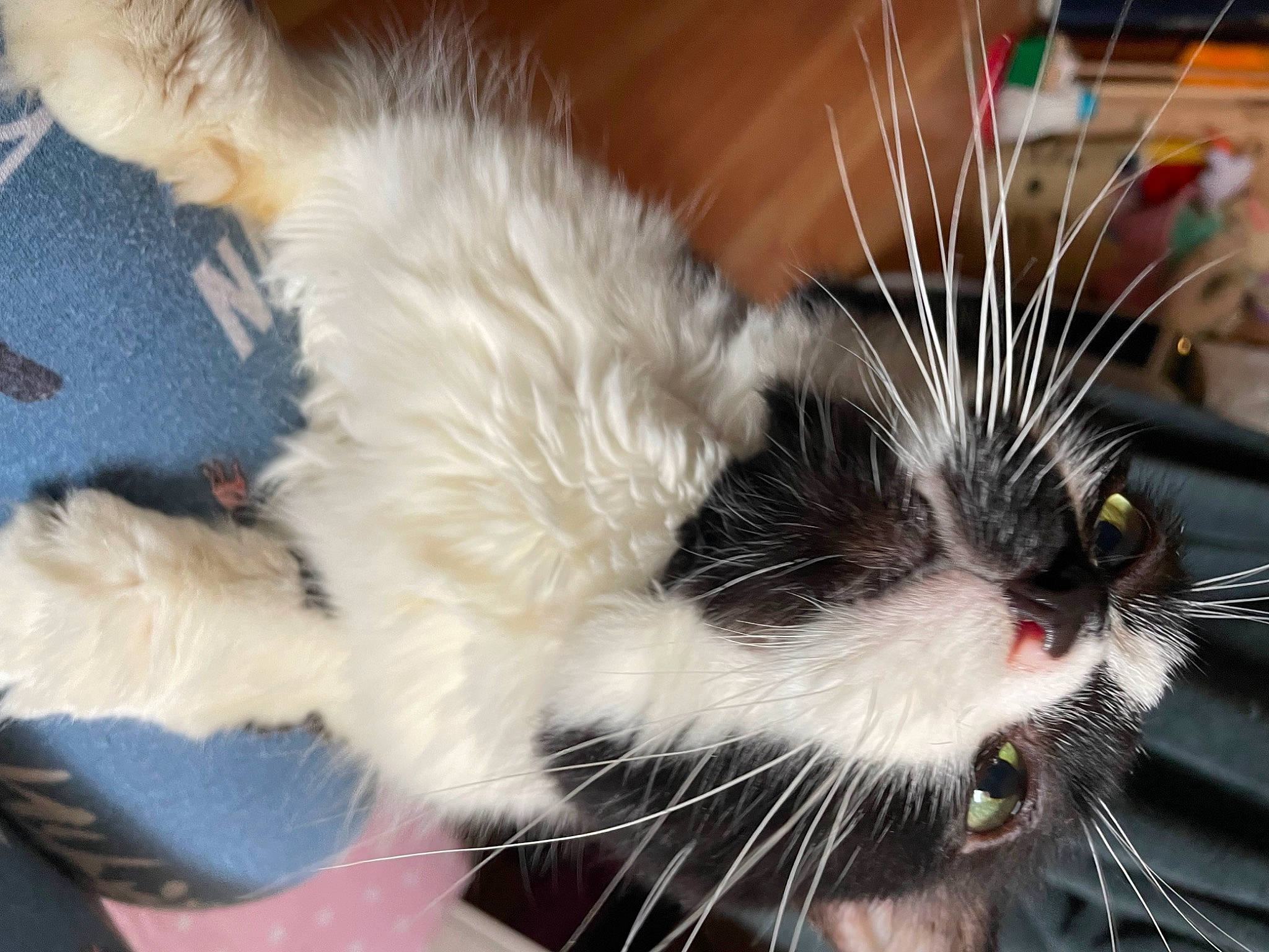 Chili is registered to the contest to win money with this photo: carnivore, cat, claw, comfort, domestic_short_haired_cat, felidae, foot, fur, paw, small_to_medium_sized_cats, snout, tail, whiskers, window, yawn