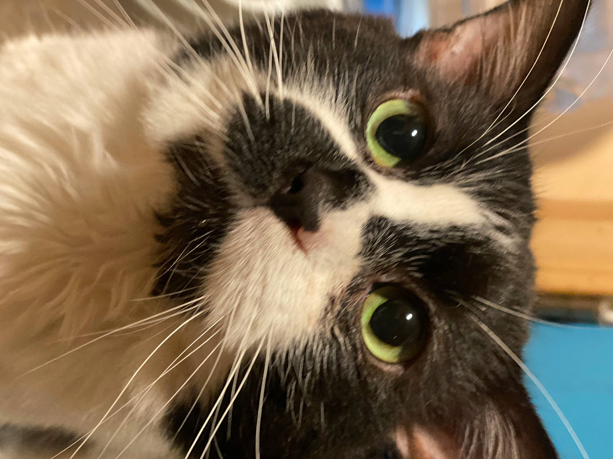 Chili joined the competition — help win amazing prizes! carnivore, cat, claw, close_up, comfort, domestic_short_haired_cat, ear, eye, felidae, fur, hair, head, human_body, plant, small_to_medium_sized_cats, snout, terrestrial_animal, whiskers