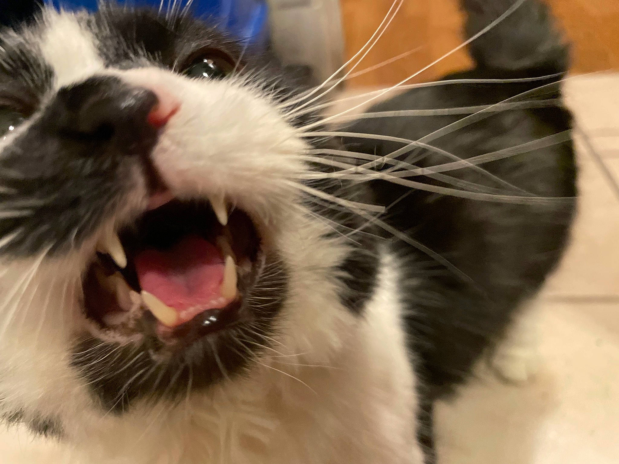 Chili is registered to the contest to win money with this photo: carnivore, cat, claw, collar, domestic_short_haired_cat, fang, felidae, fur, jaw, moustache, paw, roar, shout, small_to_medium_sized_cats, snout, terrestrial_animal, tongue, whiskers, yawn