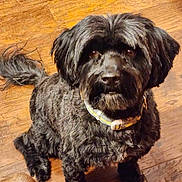 Marmaduke is registered to the contest to win money with this photo: adorable, animal, black_dog, canine, collar, companion, curly_fur, cute, dog, domestic_animal, floor, friendly, fur, house_pet, indoor, looking_up, pet, sitting, waiting, wood_floor