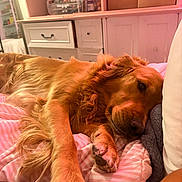 Ozzy is registered to the contest to win money with this photo: dog, golden_retriever, bed, blanket, pillow, indoor, relaxed, sleepy, pet, canine, fur, resting, comfort, cozy, pink, striped, furniture, drawer, storage, room