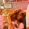 dog, golden_retriever, bed, blanket, pillow, indoor, relaxed, sleepy, pet, canine, fur, resting, comfort, cozy, pink, striped, furniture, drawer, storage, room