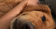Ozzy is registered to the contest to win money with this photo: dog, golden_retriever, pet, animal, face, nose, fur, blanket, hand, indoor, bedroom, resting, cozy, comfort, close_up, relaxation, domestic, cute, canine, companion