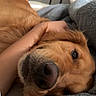 dog, golden_retriever, pet, animal, face, nose, fur, blanket, hand, indoor, bedroom, resting, cozy, comfort, close_up, relaxation, domestic, cute, canine, companion