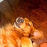 Ozzy joined the competition — help win amazing prizes! dog, golden_retriever, pet, sleeping, relaxed, paw, fur, nose, whiskers, indoor, floor, wooden_floor, animal, mammal, cute, closeup, face, ears, tongue, companion