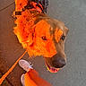 Ozzy joined the competition — help win amazing prizes! dog, golden_retriever, leash, person, legs, sneakers, sidewalk, sunlight, shadow, outdoor, pet, animal, walking, happy, looking_up, canine, daylight, summer, casual, closeup