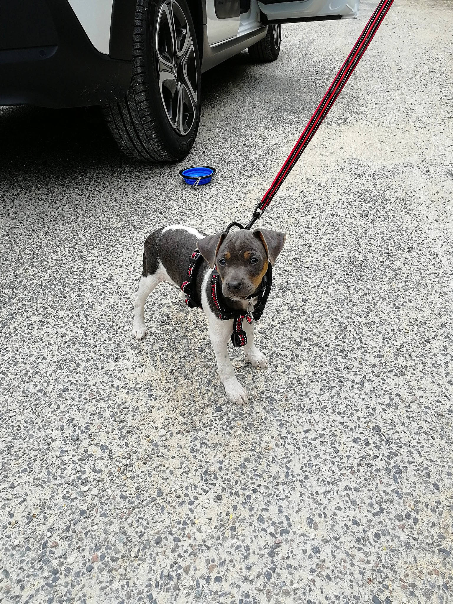 Paulie a rejoint le concours — aidez-le/la à gagner de superbes lots ! asphalt, automotive_exterior, automotive_tire, carnivore, collar, companion_dog, dog, dog_breed, fawn, fender, hubcap, motor_vehicle, pet_supply, road_surface, synthetic_rubber, tire, tread, vehicle, vehicle_door, wheel