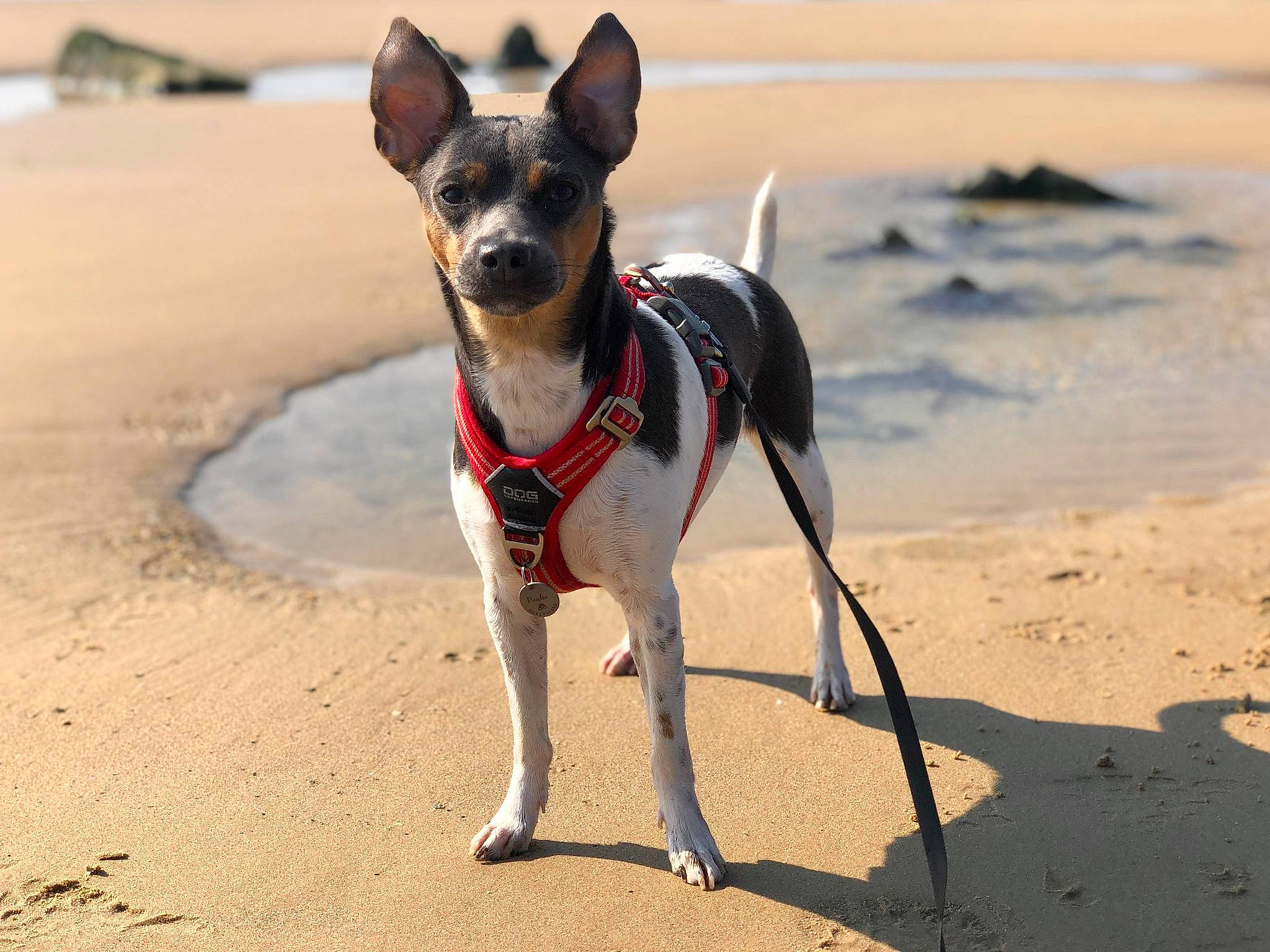 Paulie a rejoint le concours — aidez-le/la à gagner de superbes lots ! beach, canidae, carnivore, chihuahua, collar, companion_dog, dog, dog_breed, dog_collar, dog_supply, fawn, leash, pet_supply, recreation, sand, snout, sporting_group, toy_dog, water, working_animal