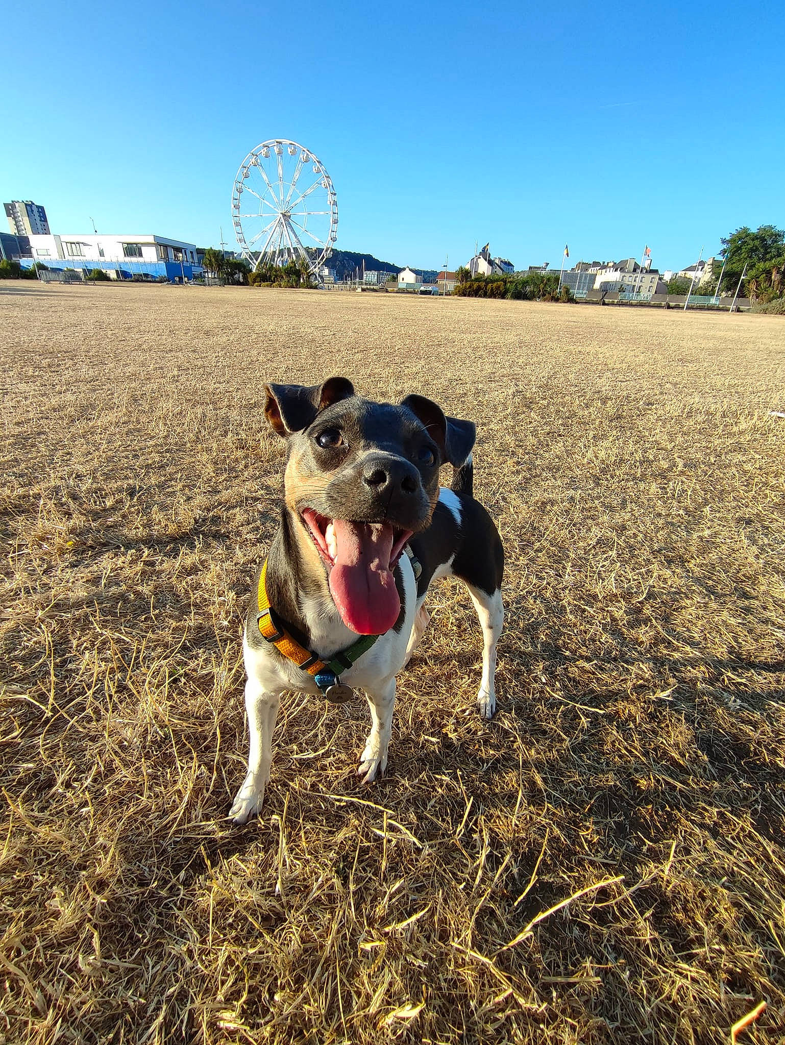 Paulie participe au concours pour gagner de l'argent avec cette photo : carnivore, collar, companion_dog, dog, dog_breed, dog_collar, fashion_accessory, fawn, grass, grassland, horizon, landscape, leash, plant, sky, soil, sporting_group, sunlight, tree, working_animal