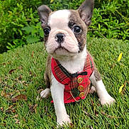 Babychoux participe au concours pour gagner de l'argent avec cette photo : puppy, dog, boston_terrier, grass, greenery, vest, red, plaid, pet, cute, outdoor, small_dog, animal, young, fur, ears, sitting, nature, adorable, portrait