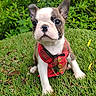 puppy, dog, boston_terrier, grass, greenery, vest, red, plaid, pet, cute, outdoor, small_dog, animal, young, fur, ears, sitting, nature, adorable, portrait