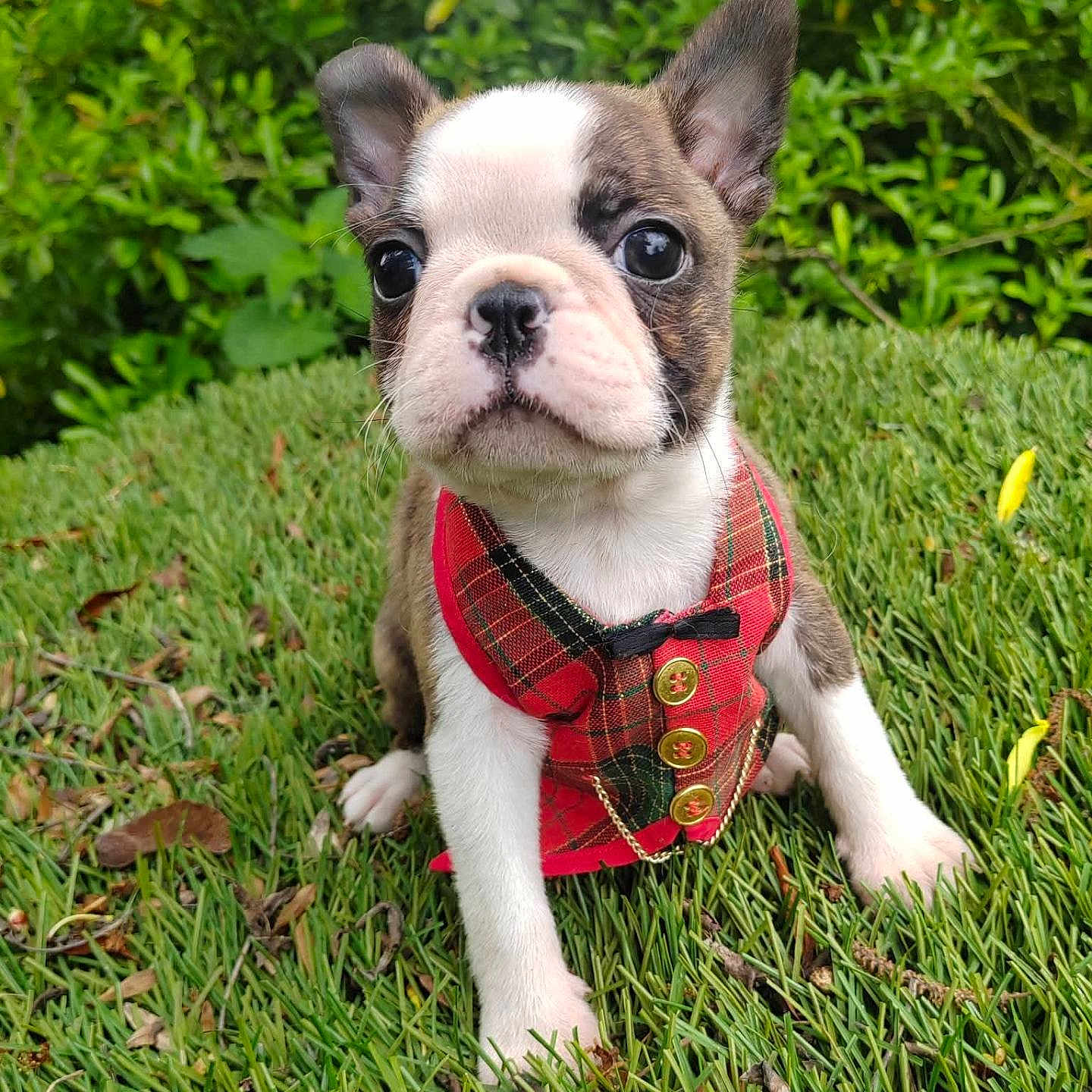 Babychoux participe au concours pour gagner de l'argent avec cette photo : puppy, dog, boston_terrier, grass, greenery, vest, red, plaid, pet, cute, outdoor, small_dog, animal, young, fur, ears, sitting, nature, adorable, portrait