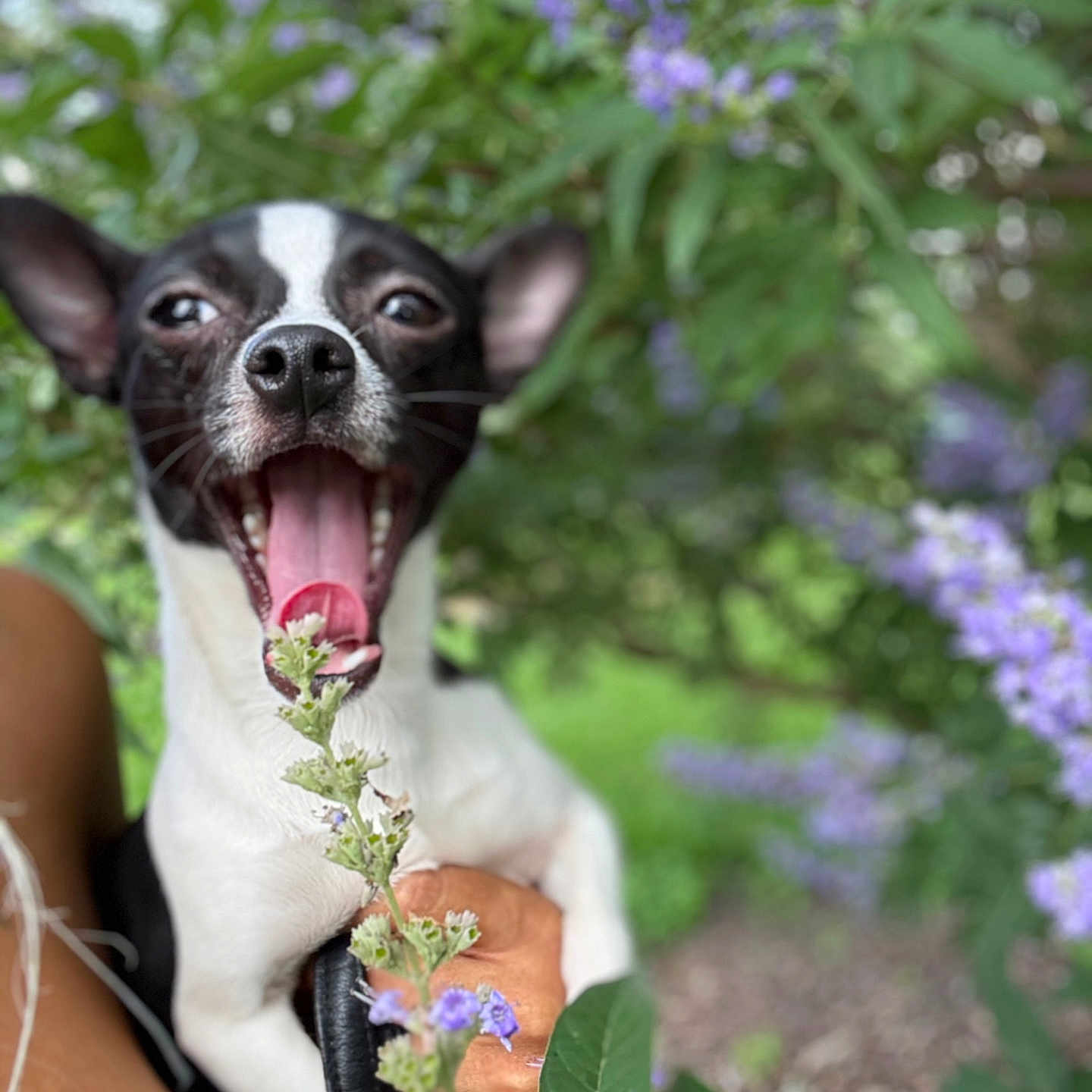 Lavender Daffodil is registered to the contest to win money with this photo: animal, background_blur, black_and_white, close_up, cute, dog, flower, fur, greenery, happy, leaf, nature, open_mouth, outdoor, pet, plant, portrait, purple_flower, smiling, tongue_out