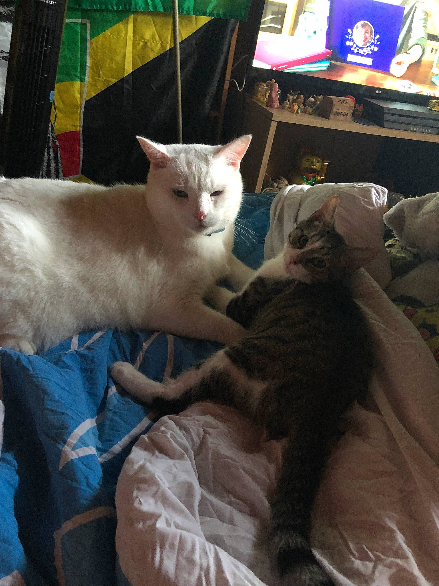 Connor a rejoint le concours — aidez-le/la à gagner de superbes lots ! asian, burmilla, carnivore, cat, colorpoint_shorthair, fawn, felidae, german_rex, khao_manee, kitten, mammal, ojos_azules, oriental_longhair, small_to_medium_sized_cats, tail, turkish_angora, turkish_van, whiskers